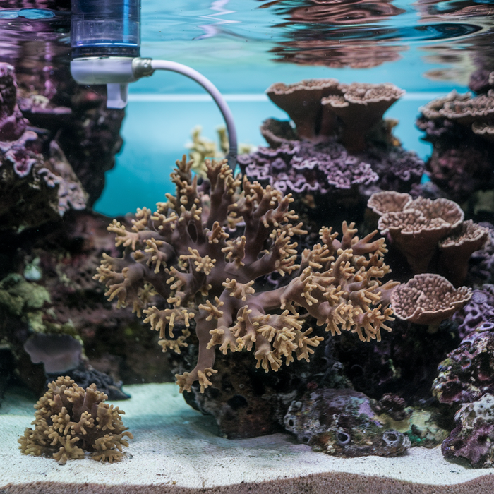 The Downsides and Risks of Using Ozonators in Reef Aquariums