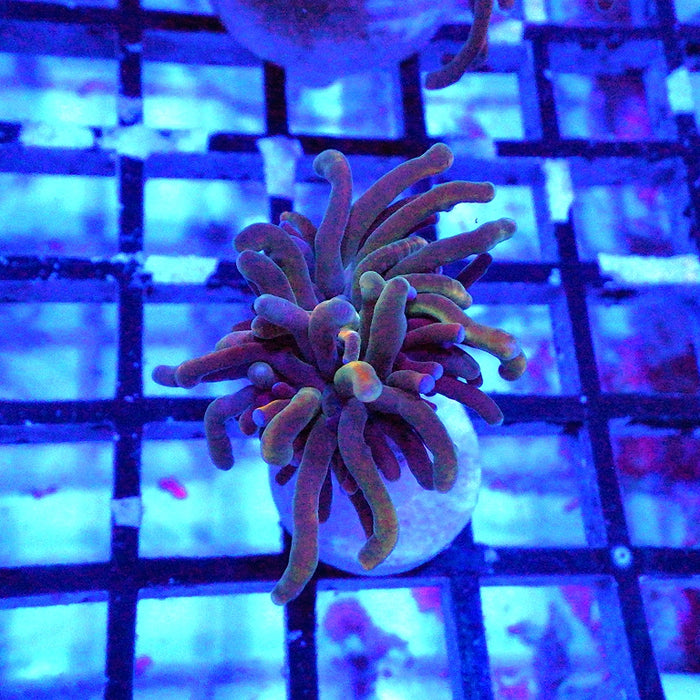 Holy Grail Reverse Torch