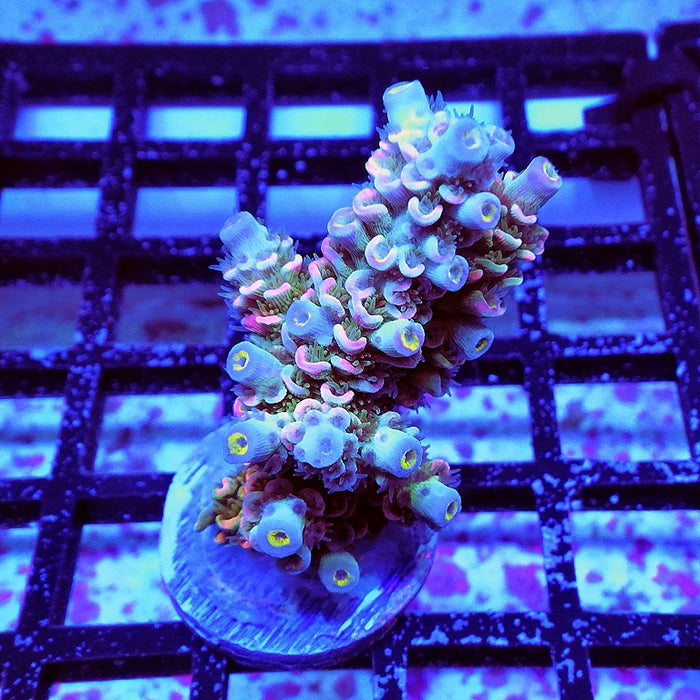 Tenuis Blue-Green Pink Scale