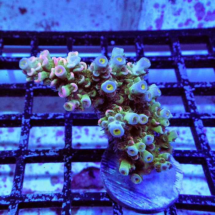 Tenuis Blue-Green Pink Scale
