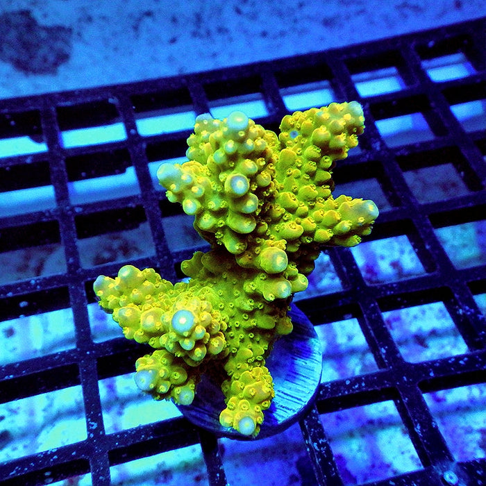 Acro Bright Pink Tips