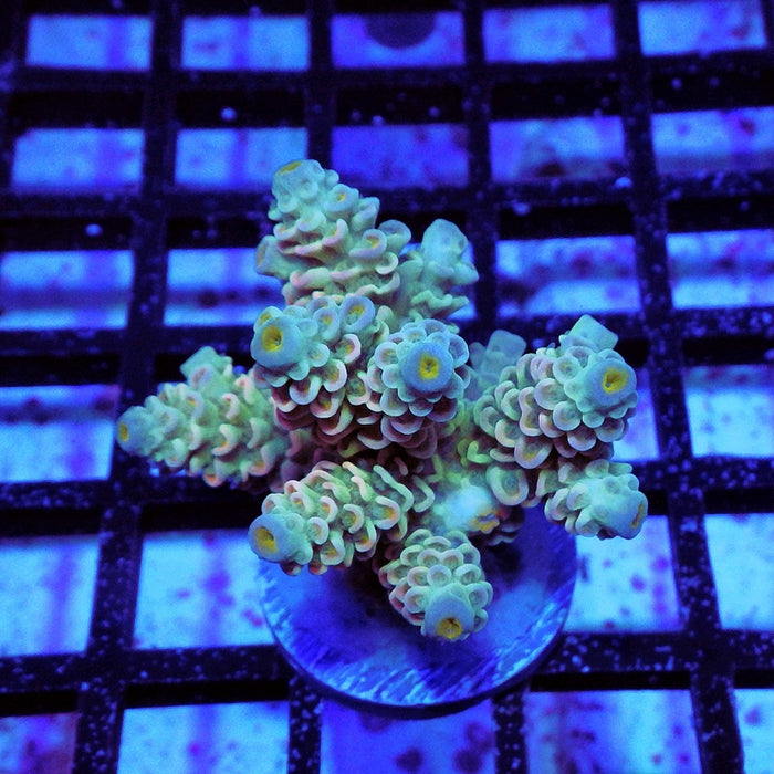 Tenuis Green Orange Scale Blue Tips