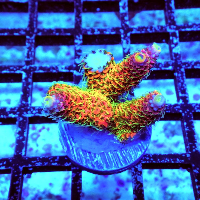 Millepora RAR Crazy Rainbow Premium