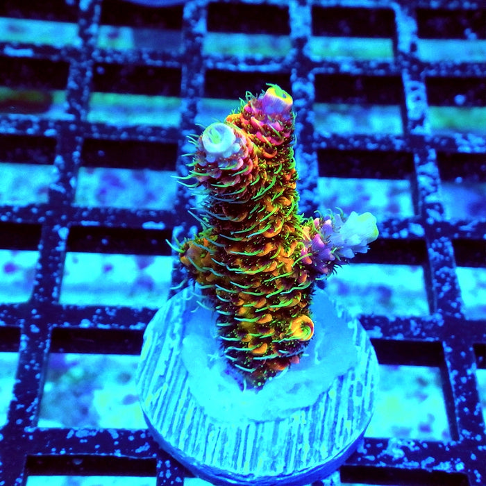 Millepora RAR Crazy Rainbow Premium