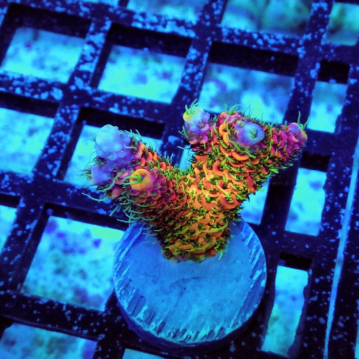 Millepora RAR Crazy Rainbow Premium