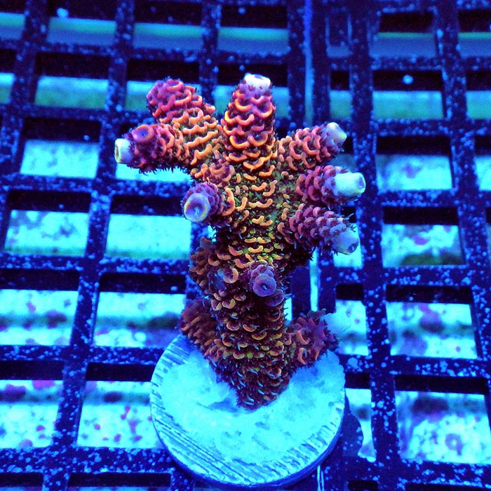Millepora Rainbow Premium
