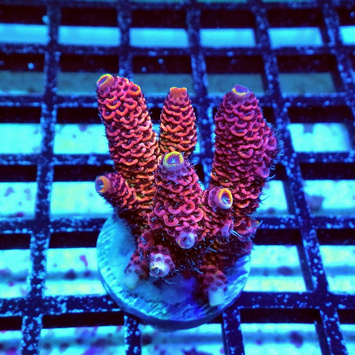 Millepora Rainbow Premium