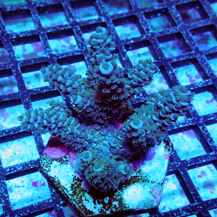 Acro Colony