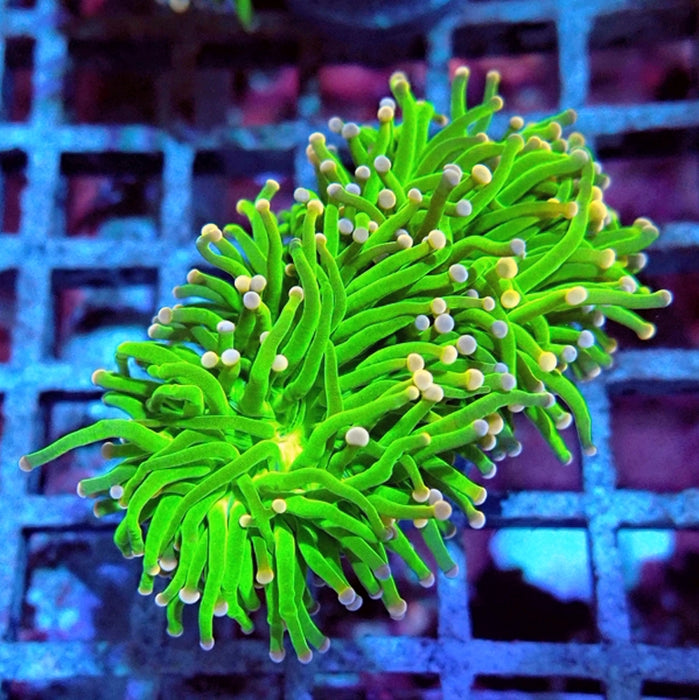 Euphyllia Cotton Candy Torch Premium