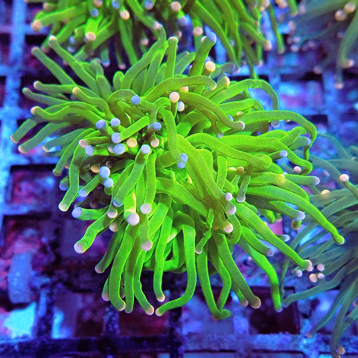 Euphyllia Cotton Candy Torch Premium