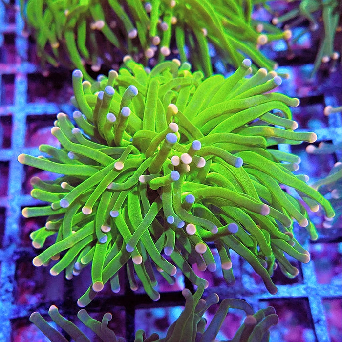 Euphyllia Cotton Candy Torch Premium