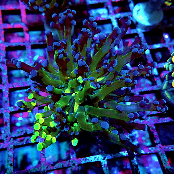 Euphyllia Dark Two-Color Branch Frogspawn