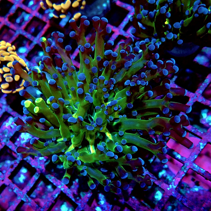 Euphyllia Dark Two-Color Branch Frogspawn