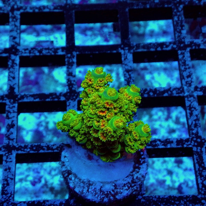 REx Green Orange Fuzzy Tenuis