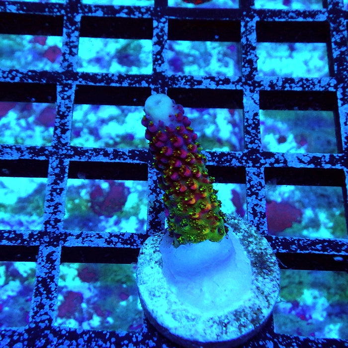 REx Vibrant Fuzzy Sheen