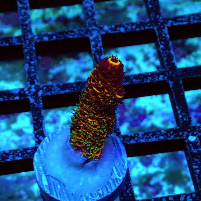 Rex Gloomy Golden Rainbow Mille