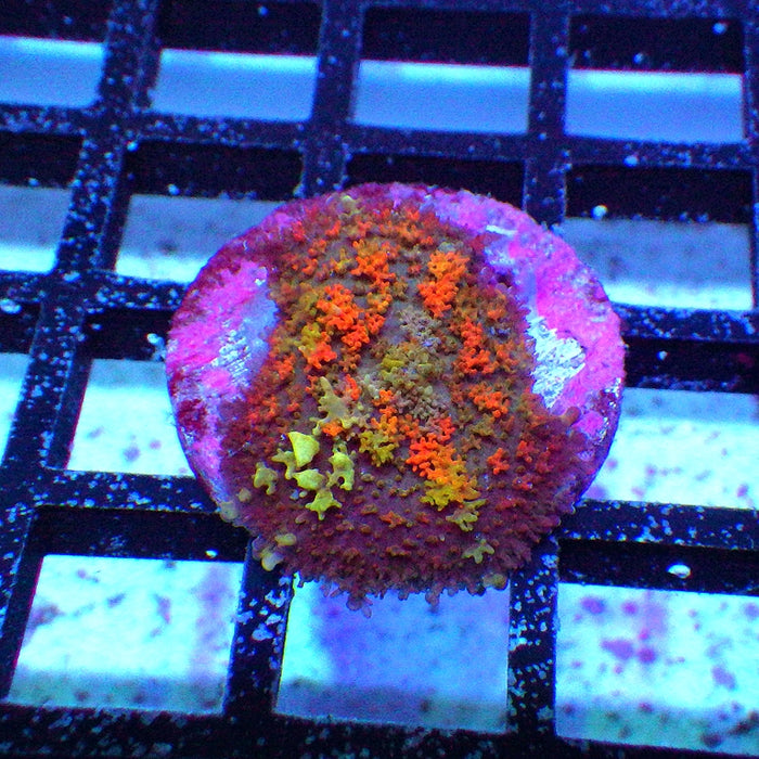 Rainbow Bubble Rhodactis