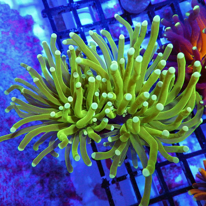 Green Yellow Tips Torch