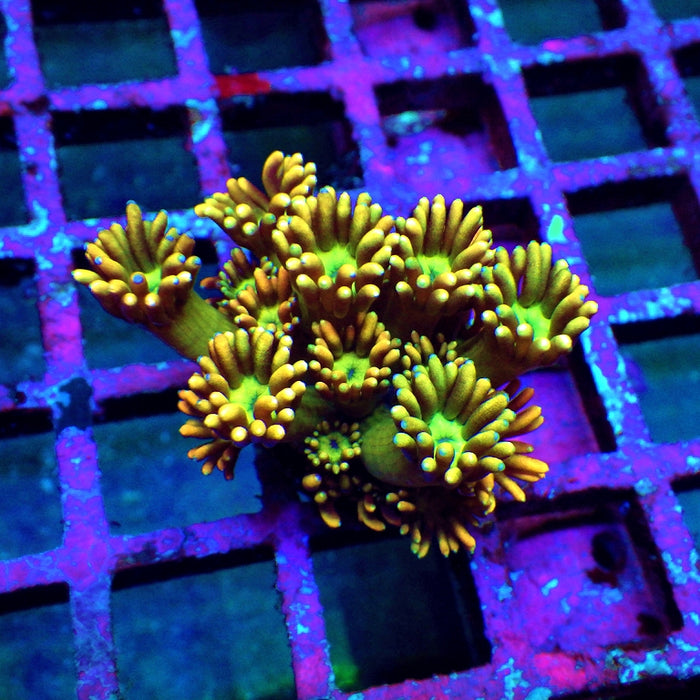 Goniopora Unique Ultra RAR