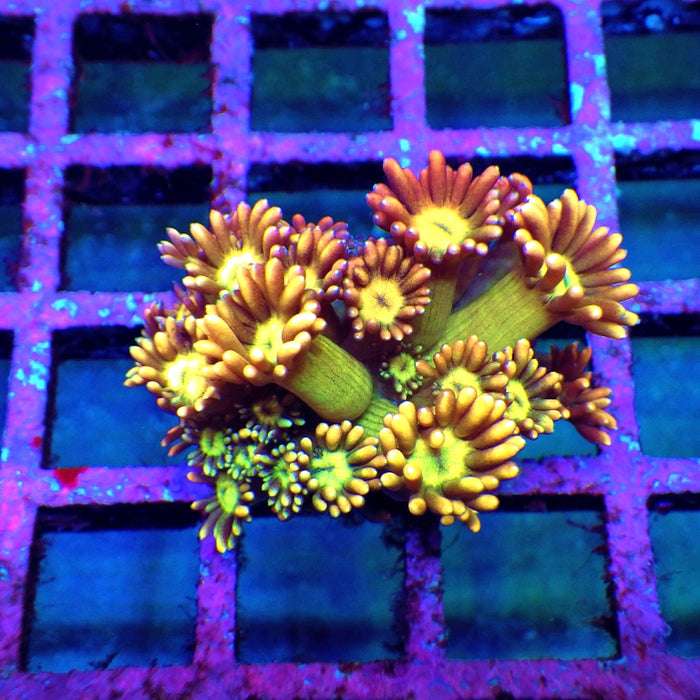 Goniopora Unique Ultra RAR