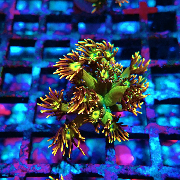Goniopora Unique Ultra RAR