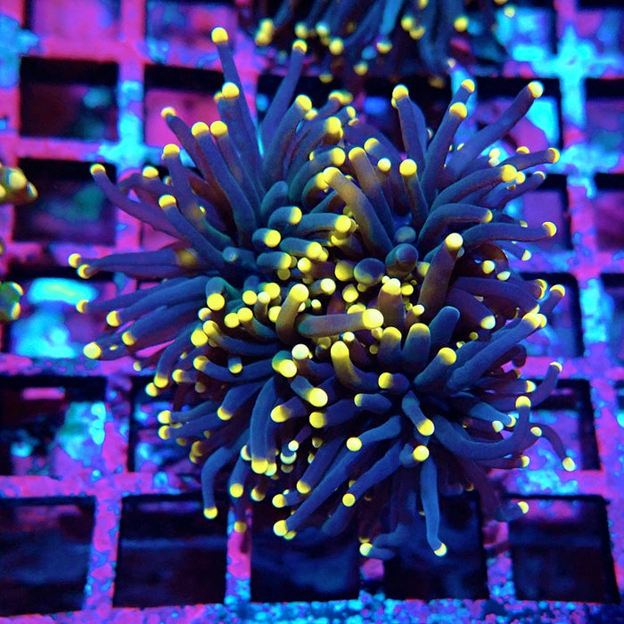 Euphyllia Pure Dark Orange Tips Torch