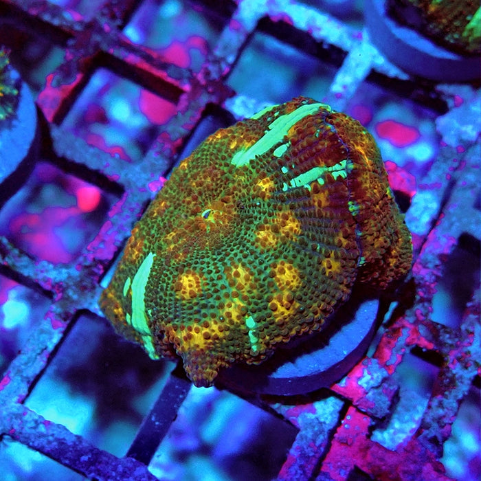 Discosoma Ultra Grade