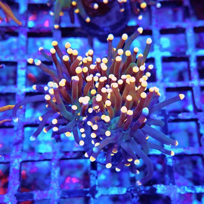 Euphyllia Dark Orange Tips Torch