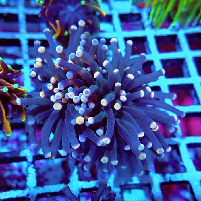 Euphyllia Dark Pink Tips Torch Premium