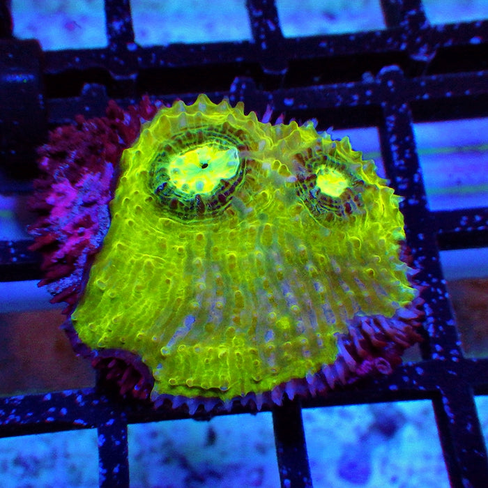 Chalice Frag