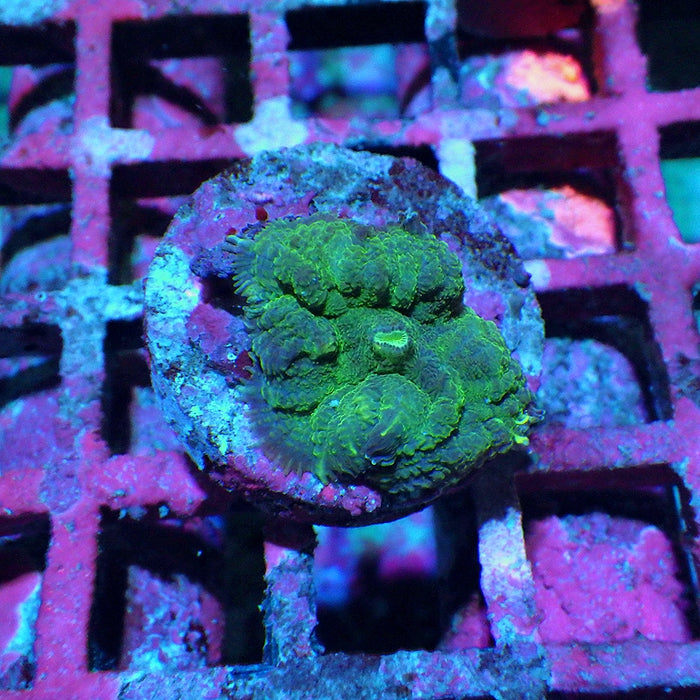 Rhodactis