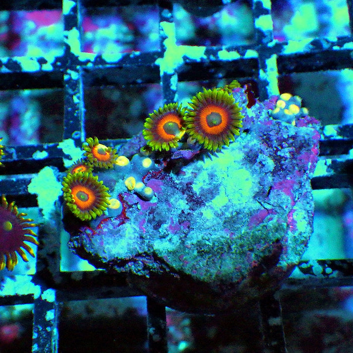 Ultra Zoas Frag 0002