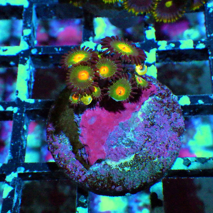 Ultra Zoas Frag 0003