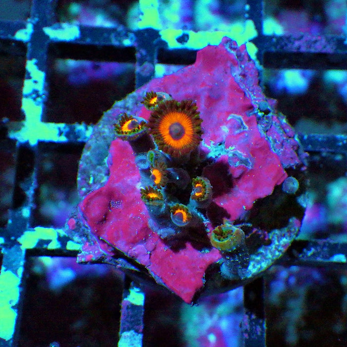 Ultra Zoas Frag 0004