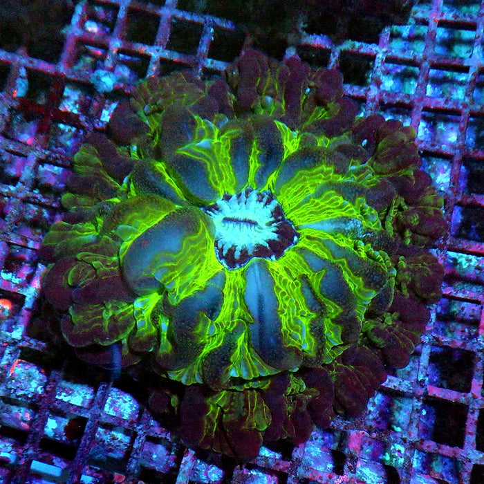 Indophyllia