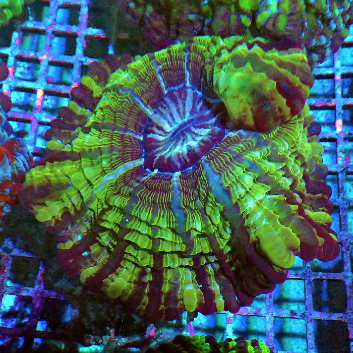 Indophyllia