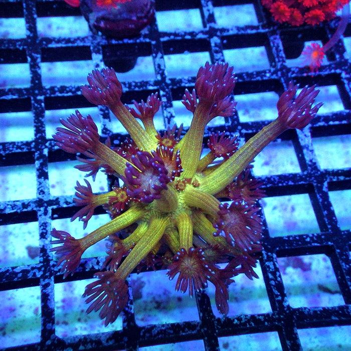 Goniopora Glitter