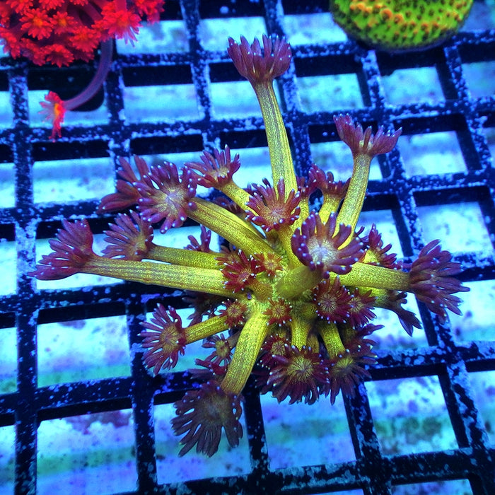 Goniopora Glitter