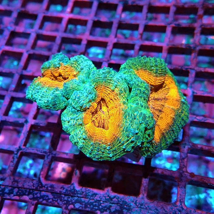 Aquacultured Lobophyllia