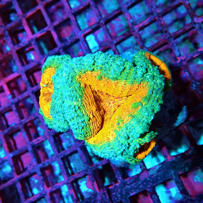 Aquacultured Lobophyllia