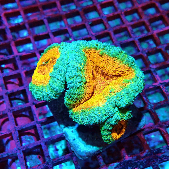 Aquacultured Lobophyllia