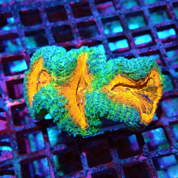 Aquacultured Lobophyllia