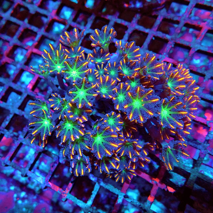 Cornularia Papaya Premium Colony