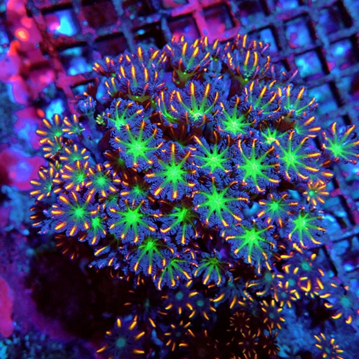 Cornularia Papaya Premium Colony