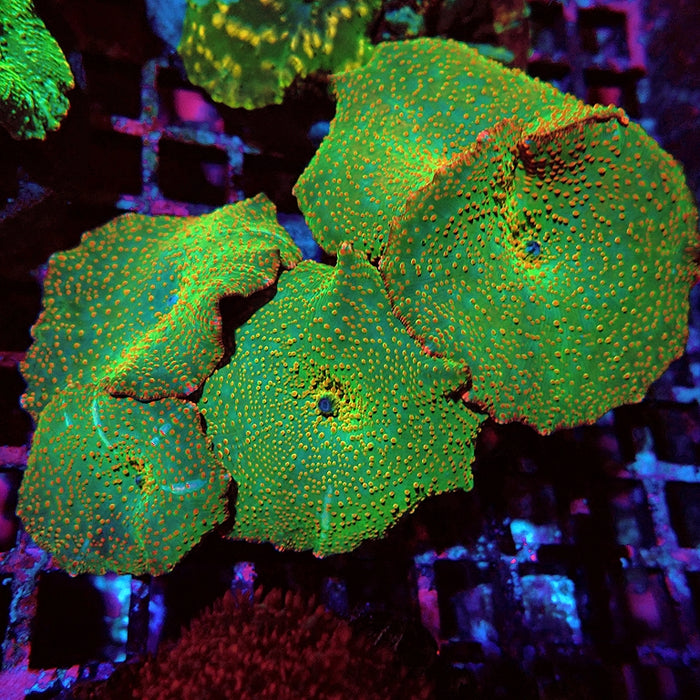 Mushrooms Premium Colony