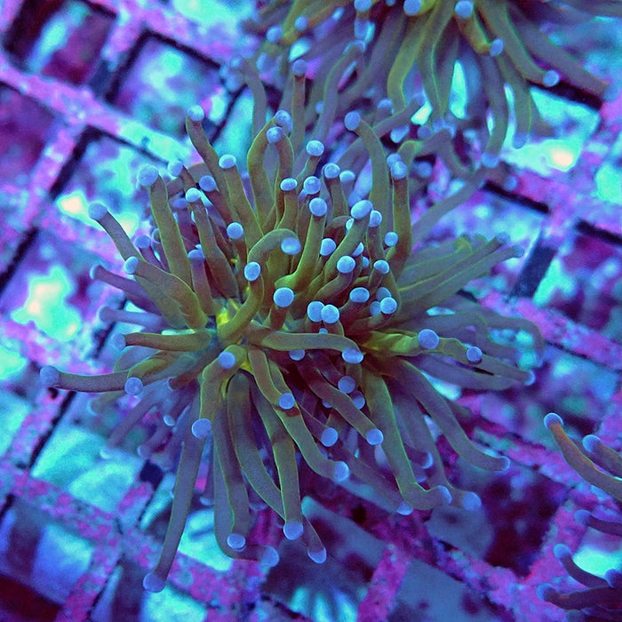 Euphyllia Holy Grail Reverse (Not Colored)