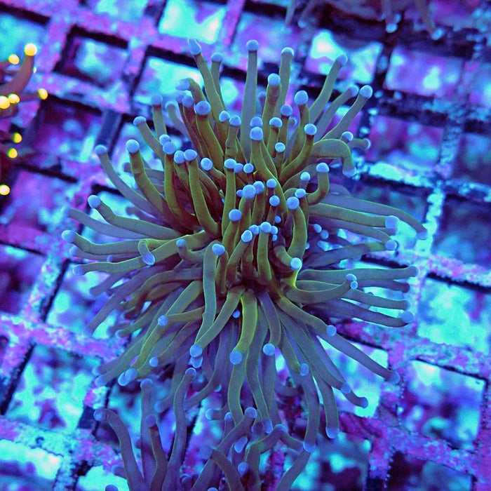 Euphyllia Holy Grail Reverse (Not Colored)
