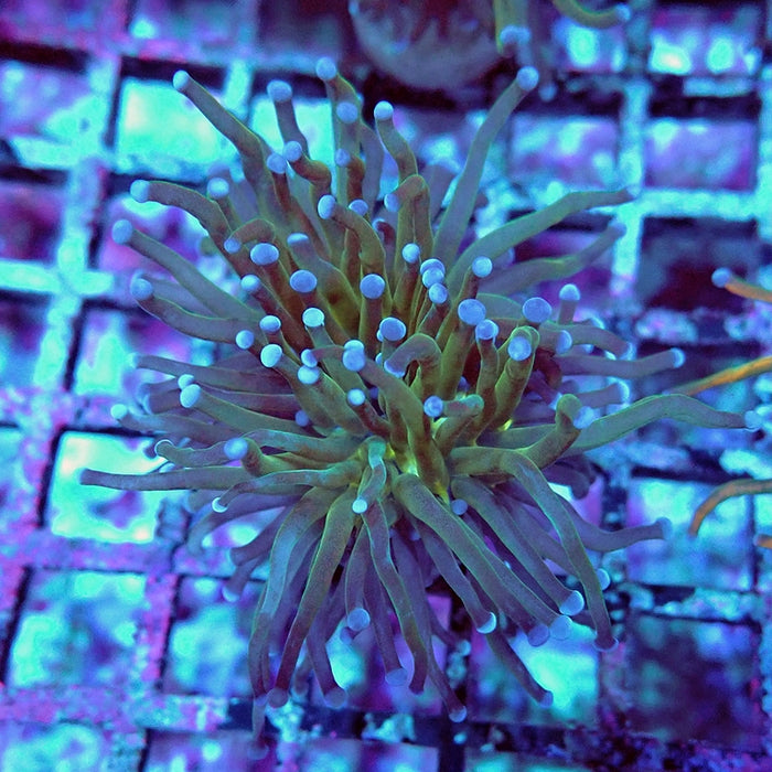 Euphyllia Holy Grail Reverse (Not Colored)