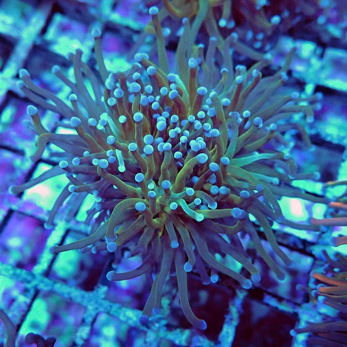 Euphyllia Holy Grail Reverse (Not Colored)