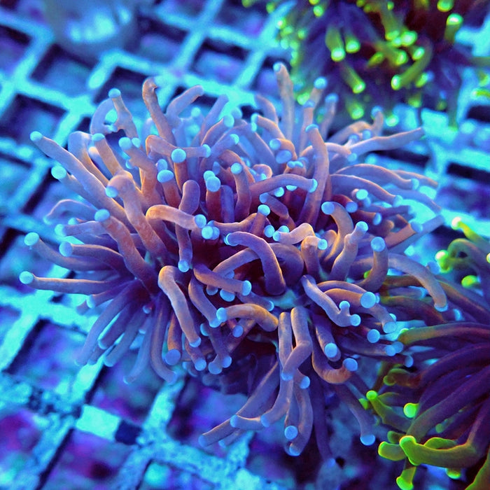 Euphyllia Gold Blue Tips Torch (Not Colored)